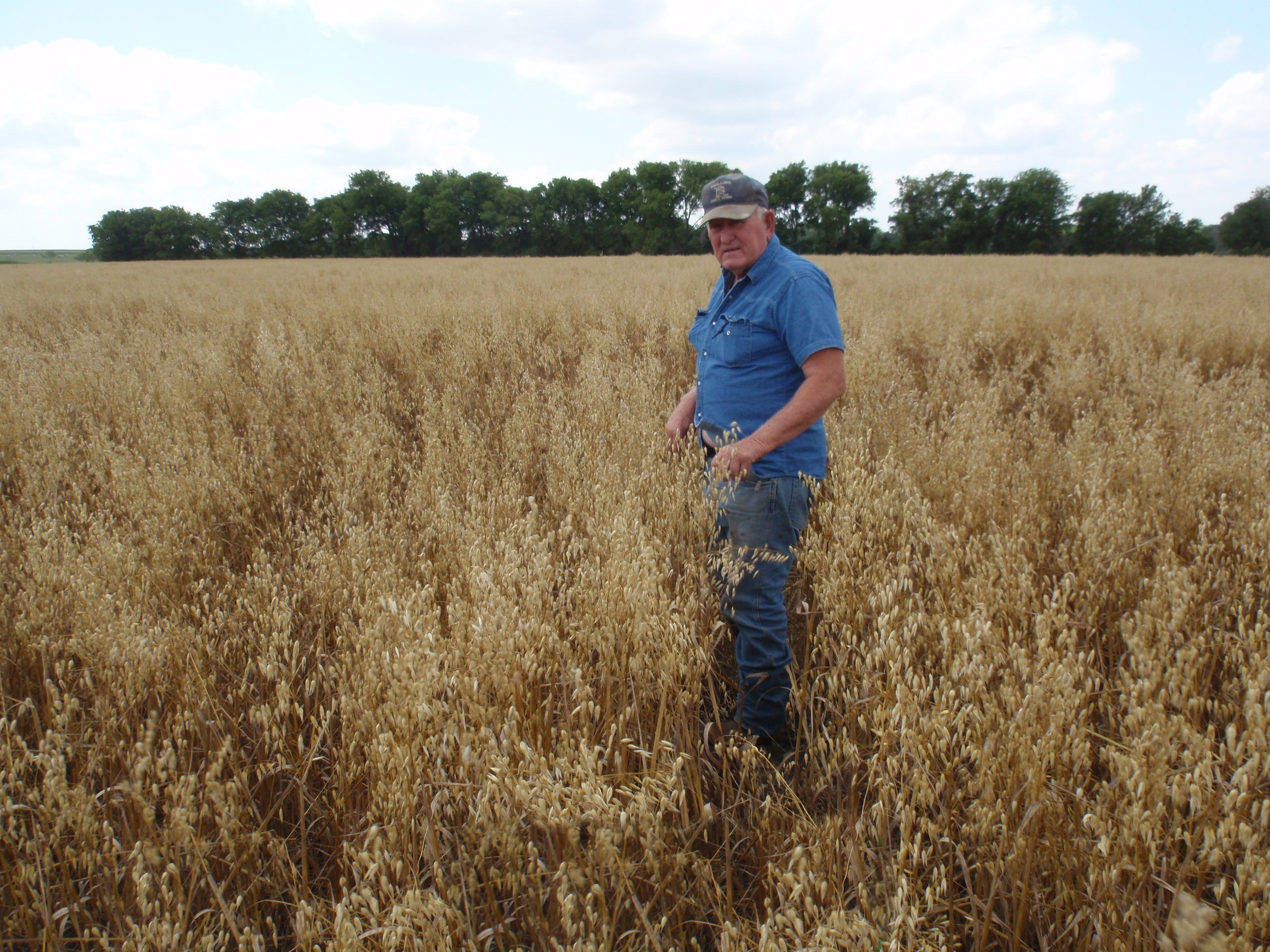 oat yield enhancement with surgepro Biofac Crop Care