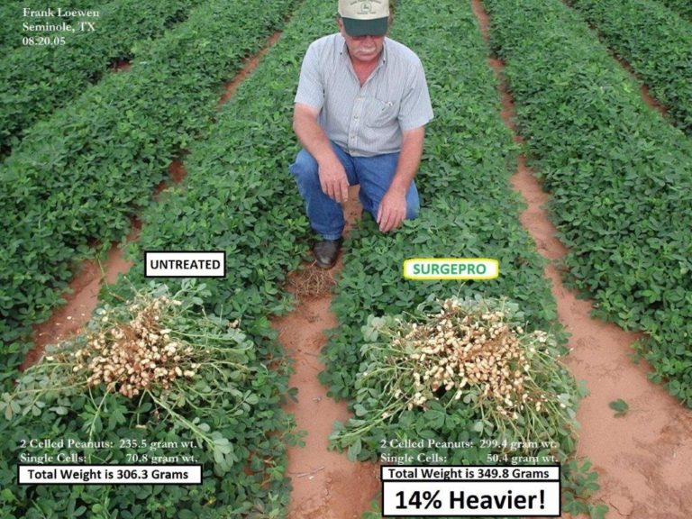 peanut yields up 20 Biofac Crop Care