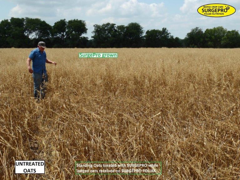 oat yield enhancement with surgepro Biofac Crop Care